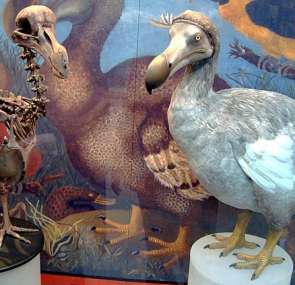 انقرض منذ أربعة قرون.. هل ينجح العلماء في إعادة إحياء طائر الدودو؟